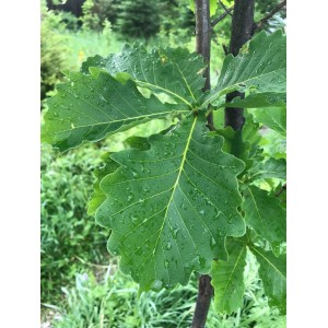 Саженец дуба Монгольского 100-150 см