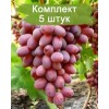 Саженцы винограда Ризамат (Средний/Розовый) -  комплект 5 шт.