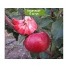 Саженцы  яблони красномясой Байя Мариса (Baya Marisa) -  комплект 5 шт.