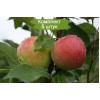 Саженцы яблони Мантет (Mantet) -  комплект 5 шт.