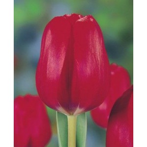 Луковица тюльпана Ред Пауер (Red Power)