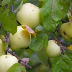 Саженец яблони Антоновка