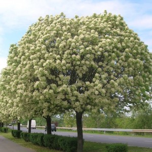 Саженец ясеня Белого (60-100 см)