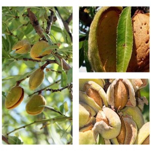 Саженцы миндаля Комплект саженцев М2 (Миндаль Десертный, Милас, Никитский)