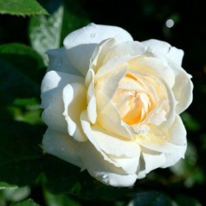 Саженец плетистой розы Мон Жарден / Монд Жарден (Mon Jardin)
