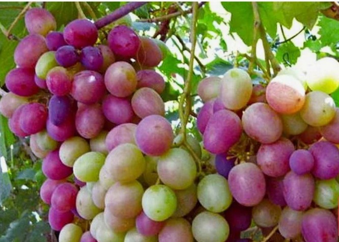 Виноград Карамол