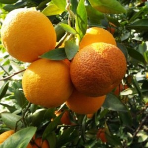 Апельсин Фрагола