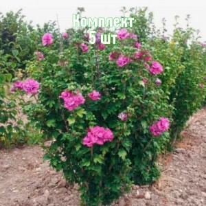 Комплект 5шт / Гибискус древовидный Дюк Де Брабант