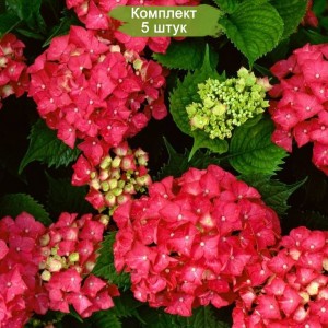 Саженцы гортензии крупнолистной Ред Энджел (Red Angel) -  комплект 5 шт.