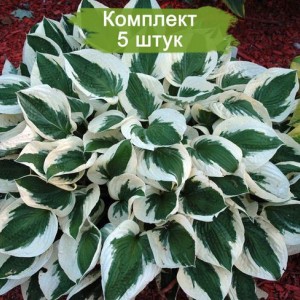 Саженцы хосты Патриот (Patriot) -  комплект 5 шт.