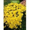 Саженцы желтой хризантемы мультифлоры - Бранкроун №11 (Brancrown №11) -  комплект 5 шт.