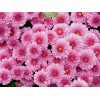 Саженцы хризантемы мультифлоры Домино Пинк (Нежно-розовая ) -  комплект 5 шт.