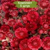 Саженцы красной хризантемы мультифлоры Глори Ред (Glory Red) -  комплект 5 шт.
