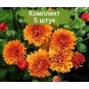 Саженцы среднецветковой оранжевой хризантемы Каштанка -  комплект 5 шт.