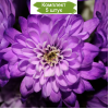 Саженцы фиолетовой хризантемы мультифлоры Сунд Пурпур -  комплект 5 шт.