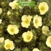Саженцы лапчатки кустарниковой (Курильского чая) Примроуз бьюти (Primrose Beauty) -  комплект 5 шт.