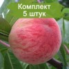 Саженцы персика Посол Мира -  комплект 5 шт.