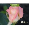 Саженцы чайно-гибридной розы Белла Перл (Belle Perle) -  комплект 5 шт.