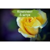 Саженцы чайно-гибридной розы Джина Лоллобриджида (Gina Lollobrigida) -  комплект 5 шт.