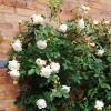 Саженцы парковой розы Клэр Остин (Claire Austin) -  комплект 5 шт.