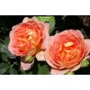 Саженцы английской розы Леди оф Шалот (Lady of Shalott) -  комплект 5 шт.