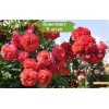 Саженцы розы флорибунды Мидсаммер (Midsummer) -  комплект 5 шт.