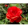 Саженцы канадской розы Моден Файрглоу (Morden Fireglow) -  комплект 5 шт.
