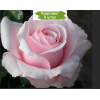 Саженцы чайно-гибридной розы Невеста (Bride) -  комплект 5 шт.
