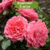 Саженцы плетистой розы Розариум Ютерсен (Rosarium Uetersen) -  комплект 5 шт.
