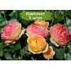 Саженцы шраб розы Розоман Жанон (Rosomane Janon ) -  комплект 5 шт.
