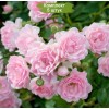 Саженцы почвопокровной розы Зе Фэйри (The fairy) -  комплект 5 шт.