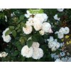 Саженцы штамбовой розы Франсин Остин (Francine Austin) -  комплект 5 шт.