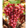 Саженцы винограда Багровый (Ранний/Розовый) -  комплект 5 шт.