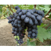 Саженцы винограда Черная Вишня (Ранний/Черный) -  комплект 5 шт.