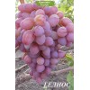 Саженцы винограда Гелиос (Ранний/Красный) -  комплект 5 шт.