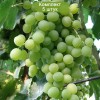 Саженцы винограда Кристалл (Ранний/Белый) -  комплект 5 шт.