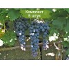 Саженцы винограда Страшенский (Средний/Черный) -  комплект 5 шт.