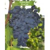 Саженцы винограда Викинг (Ранний/Фиолетовый) -  комплект 5 шт.