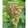 Саженцы винограда Юбилей Новочеркасска (Ранний/Розовый) -  комплект 5 шт.