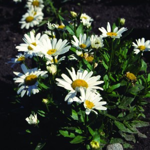 Саженец ромашки нивяника Сноу Леди (Snow Lady)