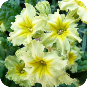 Саженец примулы Франческа (Francesca)