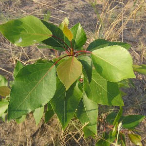 Сеянец тополя Пирамидального (до 20 см)